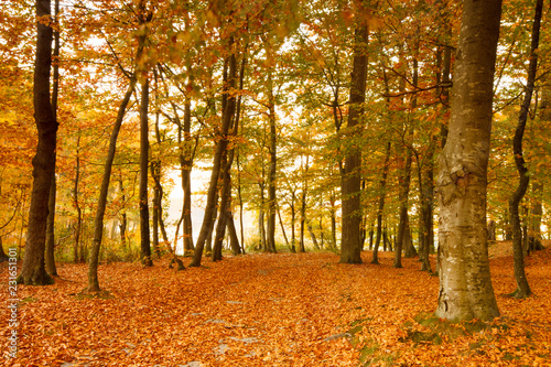 Beautiful  autumn   beech forest full of colors.Pomerania  Poland 