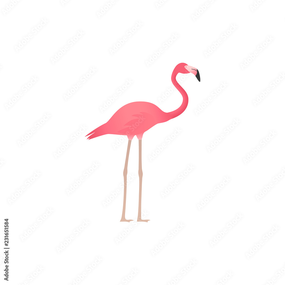 Obraz premium Flaming. Wektor. Różowy tropikalny, egzotyczny ptak na białym tle w płaskiej konstrukcji. Afrykańska fauna na białym tle. Zwierzę z zoo. Ilustracja kreskówka.