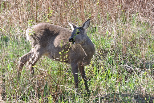 A roe deer 