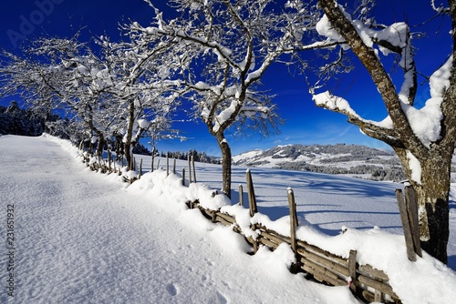 Gruberberg, Hopfgarten, snowy fruit trees, Kitzbuheler Alps, Tyrol, Austria, Europe photo