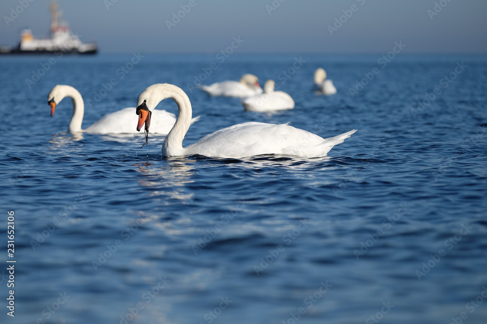 Obraz premium Schwäne an der Küste
