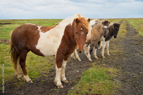 Icelandic horse in the meadow of north Iceland