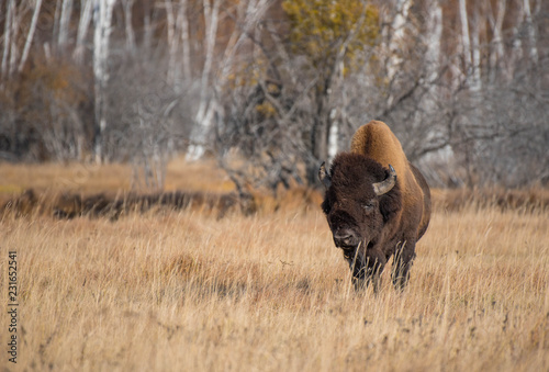 Yakut Bison reaches 2.5-3 meters in length and up to 2 meters in height. Thick coat of his gray-brown color  black-brown on the head and neck. The front of the body is covered with longer hair.
