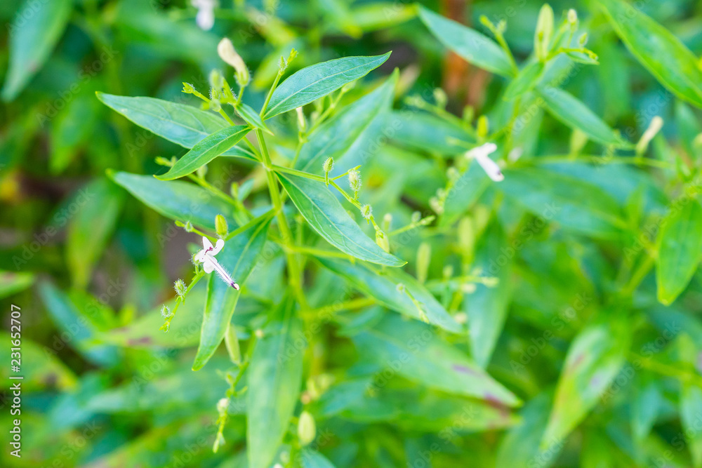 Fototapeta premium Andrographis paniculata fresh Thai herbal medicine herbs organic plant leaves and flower, closeup