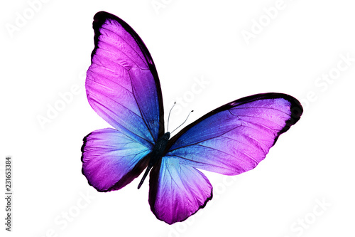 beautiful purple butterfly isolated on white background photo