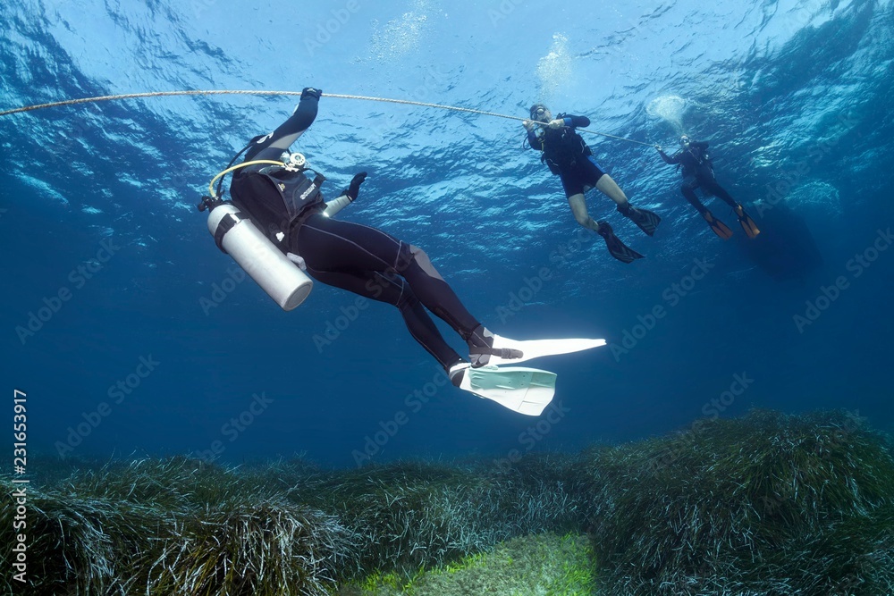 Divers dive on rope, Diving boat, Neptune Grass (Posidonia oceanica),  Mediterranean Sea, Southern Cyprus, Cyprus, Europe Stock Photo | Adobe Stock