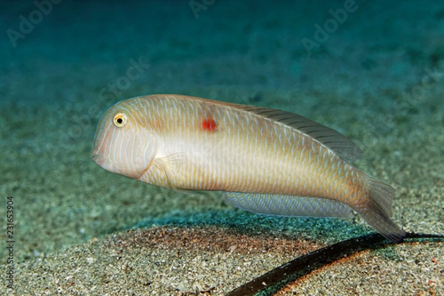 Pearly razorfish (Xyrichtys novacula), Mediterranean Sea, Southern Cyprus, Cyprus, Europe photo