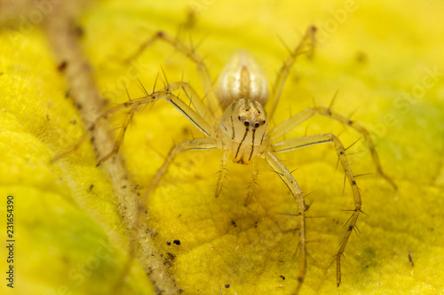close up of yellow jumping spider or Burmese Lynx Spider on the yellow leaf