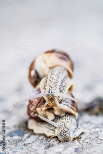 Two snails on blurred macro background. Helix pomatia Gastropoda. Roman snail gastropods, edible snail or escargot. mollusk family Helicidae photo