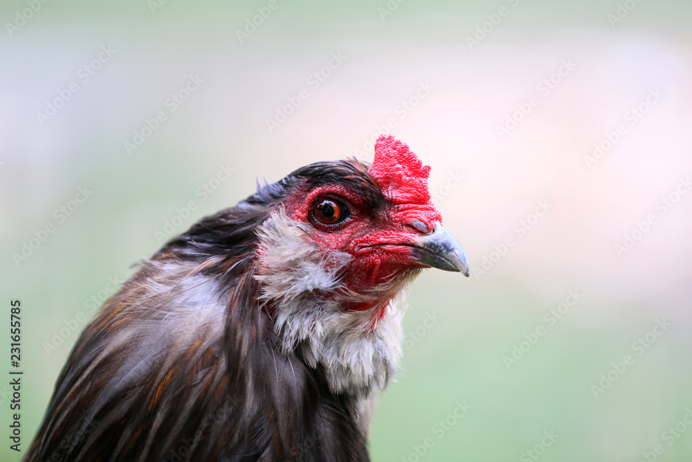 An ornamental hen is an attraction on the farm.