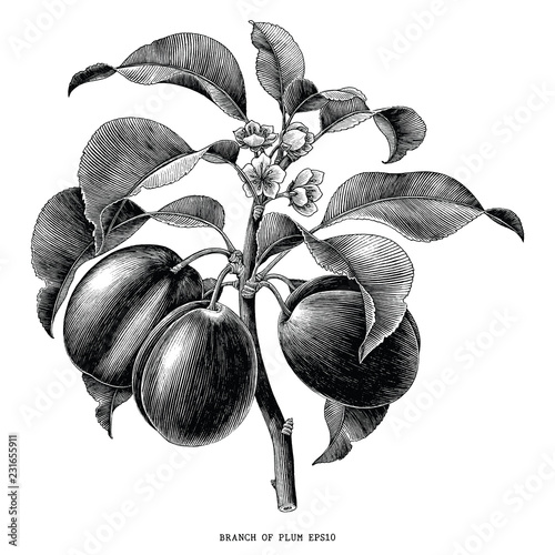 Branch of plum botanical vintage engraving illustration isolated on white background