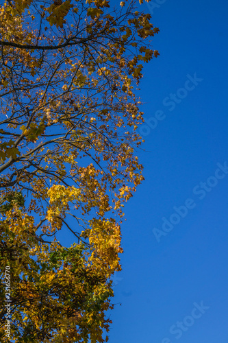 maple tree branches with vivid colored leaves against blue sky background 