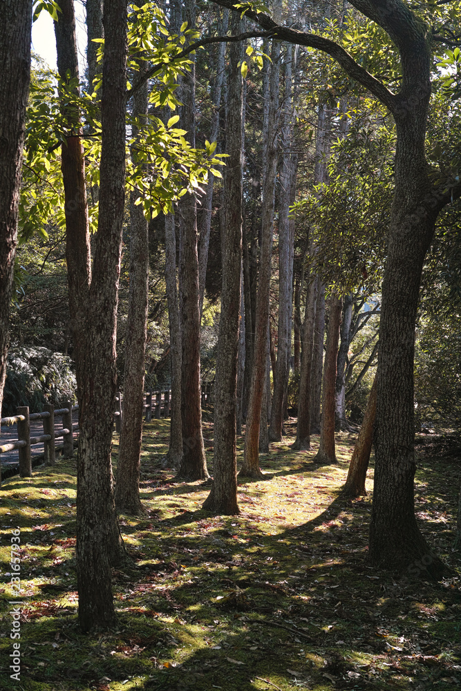 Obraz premium trees in the forest