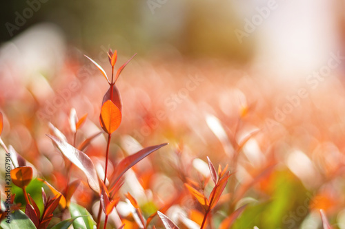 Close up Golden dewdrop (Sky flower, Pigeon berry) tree for background.Soft and blurred focus photo