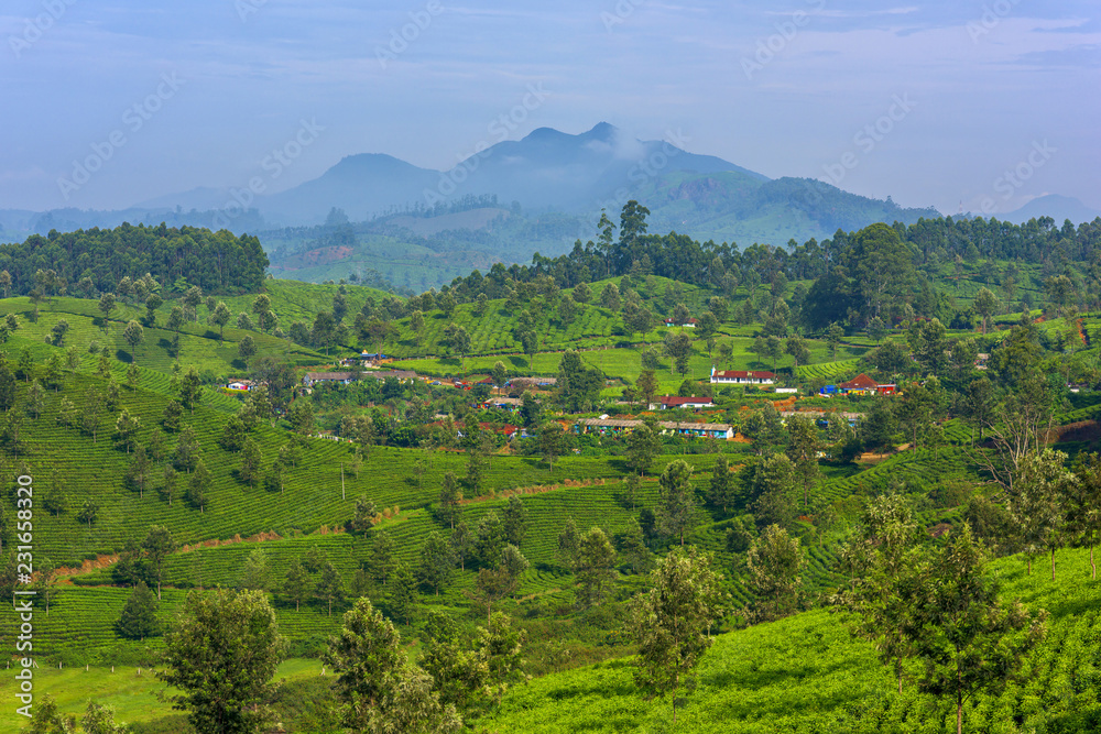 Fototapeta premium Beautiful village and tea plantations in Munnar, Kerala, India.