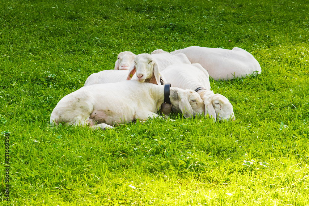 Obraz premium sheep lying in green fields