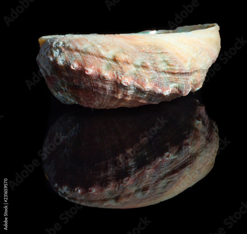 Natural shell haliotis on a black background