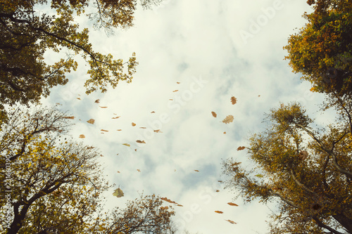 leaves falling from forest trees in autumn, view toward sky, low angle perspe...