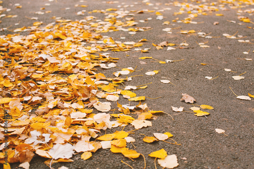 autumn fall background leaves autumn fall background leaves