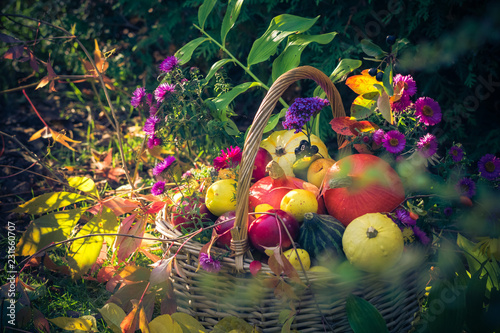 Autumn harvest basket filled fruit garden