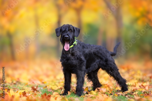 Fotografía Giant Schnauzer  standing in yellow and orane fall leaves