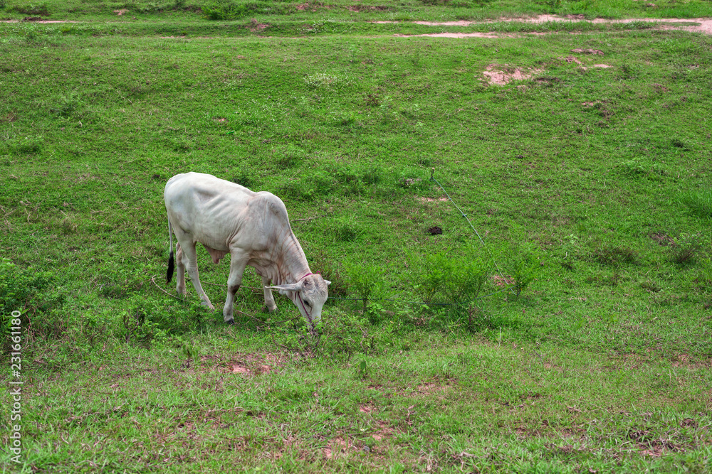 Obraz premium Cow on field