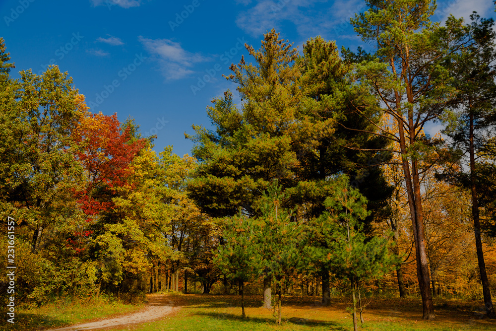 Naklejka premium jesienny park krajobrazowy