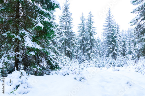 Natural winter background. Winter forest in the snow. © delbars
