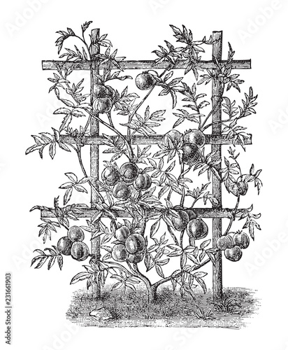 Tomato plant (Lycopersicum esculentum) - vegetable / vintage illustration from Meyers Konversations-Lexikon 1897