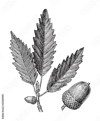 Chestnut oak (Quercus Prinus) / vintage illustration from Meyers Konversations-Lexikon 1897