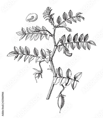 Chickpea (Cicer arietinum) / vintage illustration from Meyers Konversations-Lexikon 1897