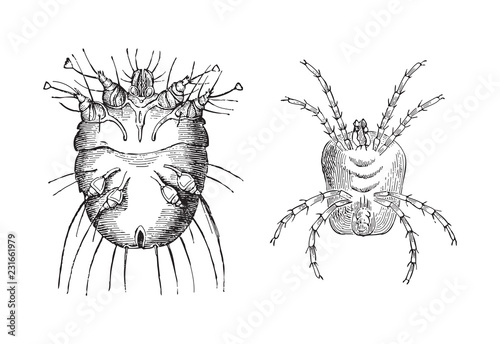 Itch mite (Sarcoptes scabiei) left and Velvet mite (Trombidium holosericeum) right / vintage illustration from Meyers Konversations-Lexikon 1897