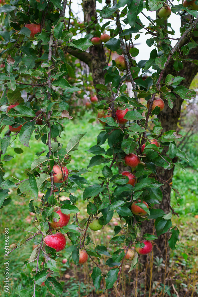 Branch of apple trees bending under the weight of fruit. Autumn orchard.