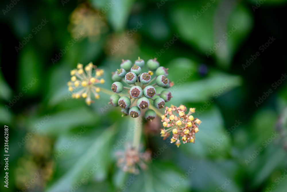 Fleur du lierre grimpant évoquant une molécule Fleur du lierre grimpant évoquant une molécule