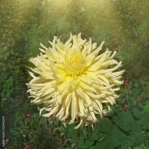 Yellow dahlia flower in  flower border. Dahlia Yellow happiness photo