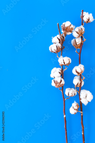 Cotton source. Collect cotton concept. Cotton plant with white flowers  natural view on blue background top view space for text