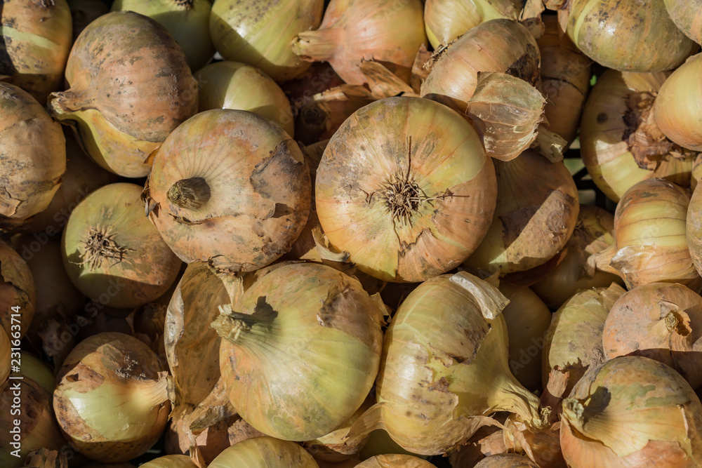 top view of fresh harvested onion bulbs, background top view of fresh harvested onion bulbs, background