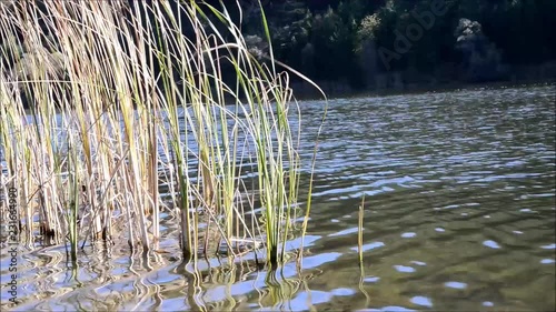 rüzgarda sallanan bitkiler ve göl photo