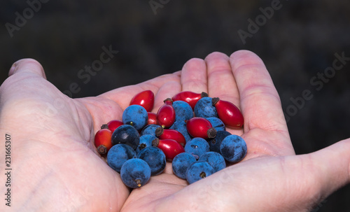 Deep blue blackthorn berries and red rosehip berries are piled into the palm