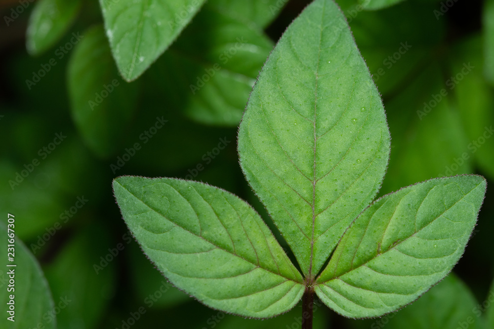 Green leaf pattern background Green leaf pattern background