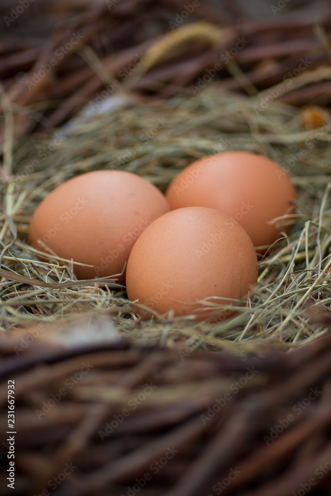 Three eggs in a nest Three eggs in a nest