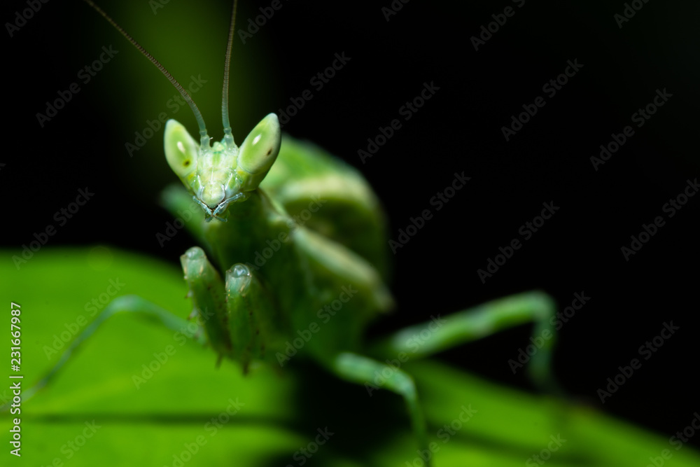 Green Mantis Macro Green Mantis Macro