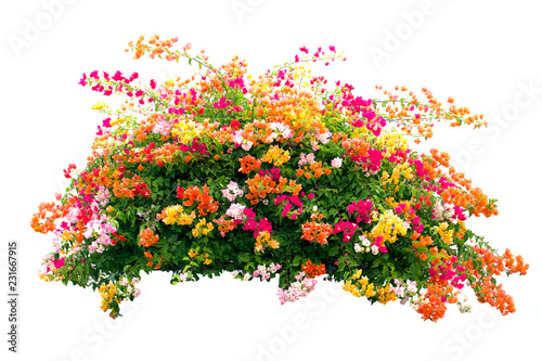 Fototapeta Naklejka Na Ścianę i Meble -  Bougainvillea flower isolate on white background