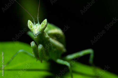 Green Mantis Macro © ton