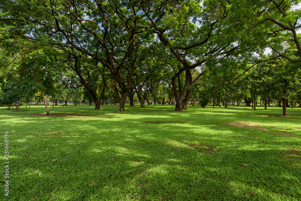 Beautiful landscape in park with green grass field at morning light Beautiful landscape in park with green grass field at morning light