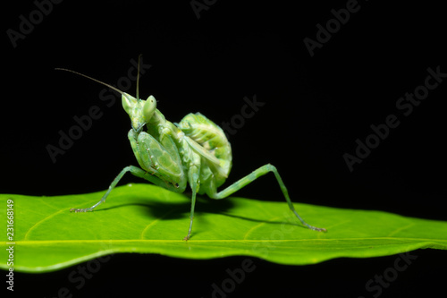 Green Mantis Macro