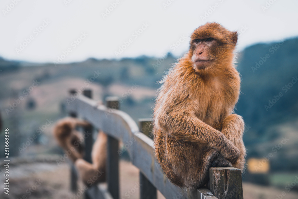 Naklejka premium monos Salvajes Cabarceno