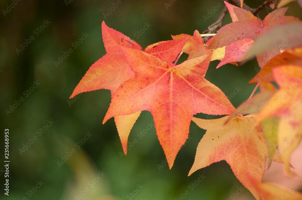 closeup of autumnal maple leaves in a public garden closeup of autumnal maple leaves in a public garden