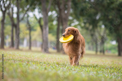 Golden Retriever playing Frisbee in the meadow Stock Photo | Adobe Stock