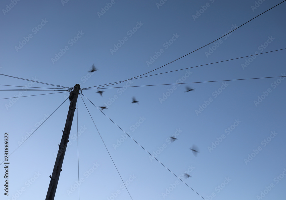 Fototapeta premium birds taking flight from telegraph pole with wires cables